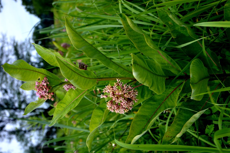 Milkweed flower