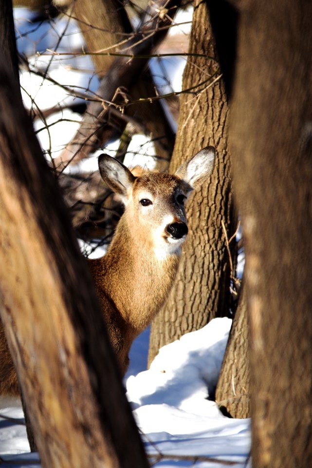 White-tailed deer doe