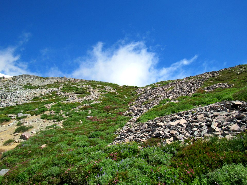 Paradise Skyline Trail at Mt. Rainier NP in WA