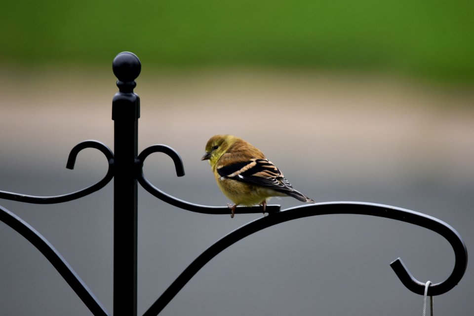 American goldfinch
