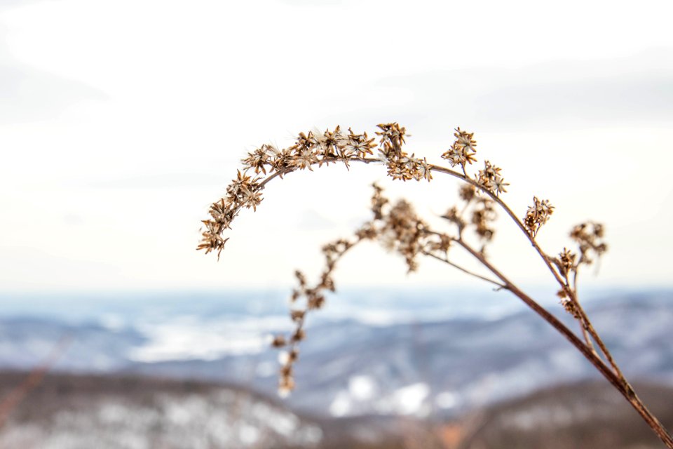 Winter Goldenrod