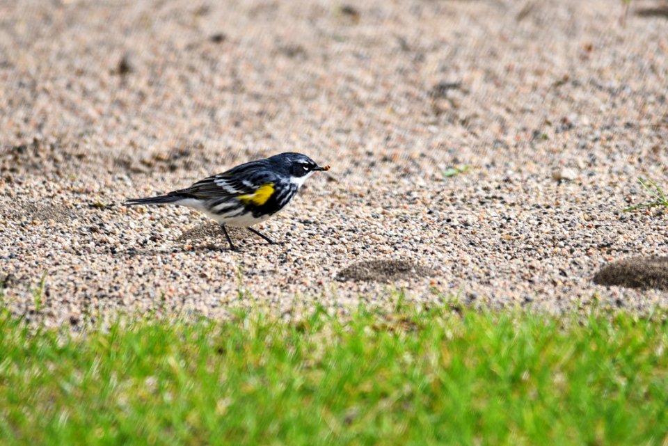 Yellow-rumped warbler foraging on ants