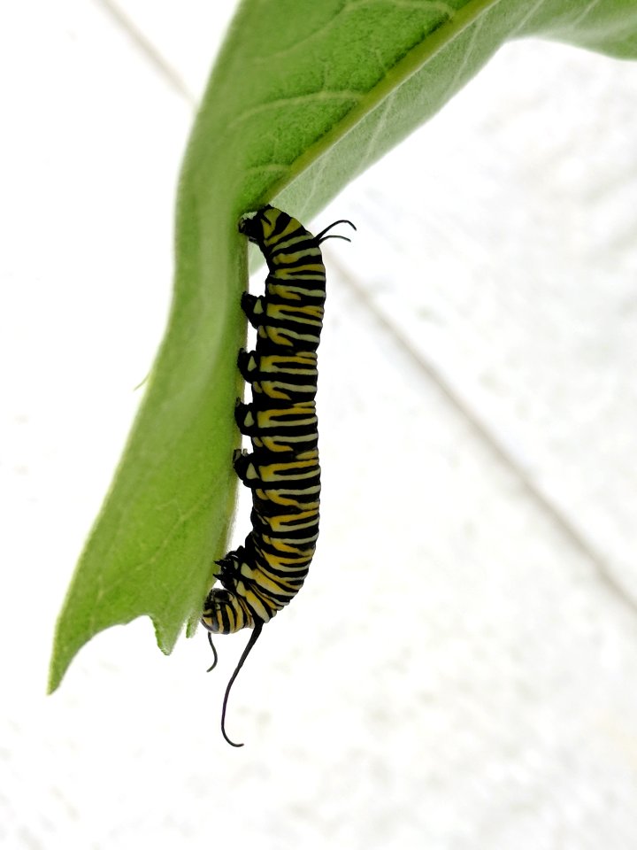 Monarch caterpillar on common milkweed photo