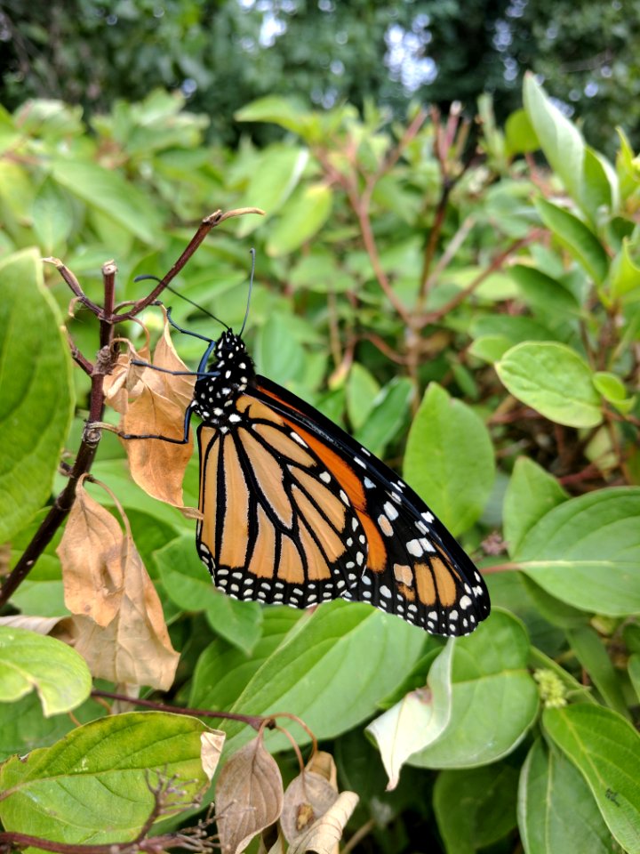 Monarch Butterfly