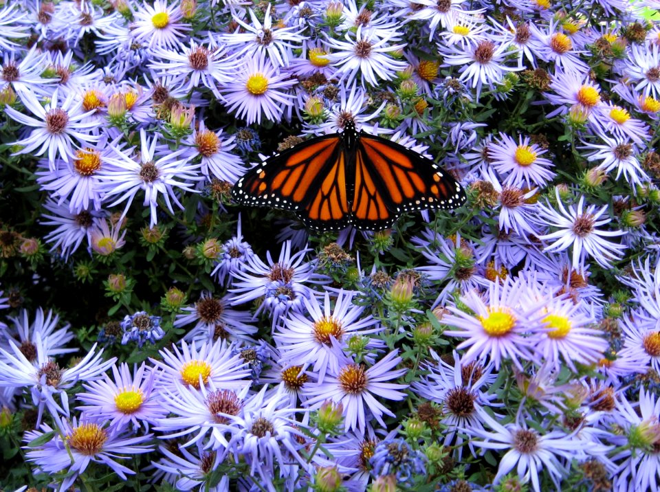Monarch Butterfly on Aster