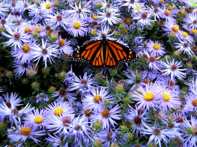 Monarch Butterfly on Aster photo