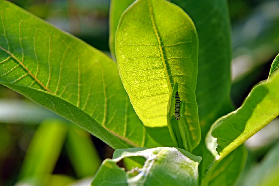 Monarch Caterpillar on Common Milkweed photo