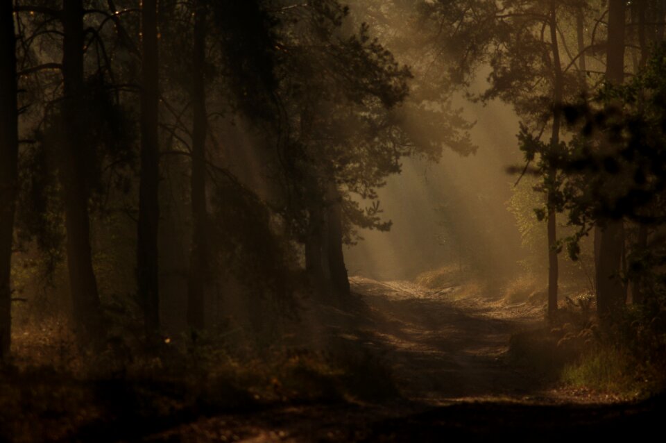 Nature view morning