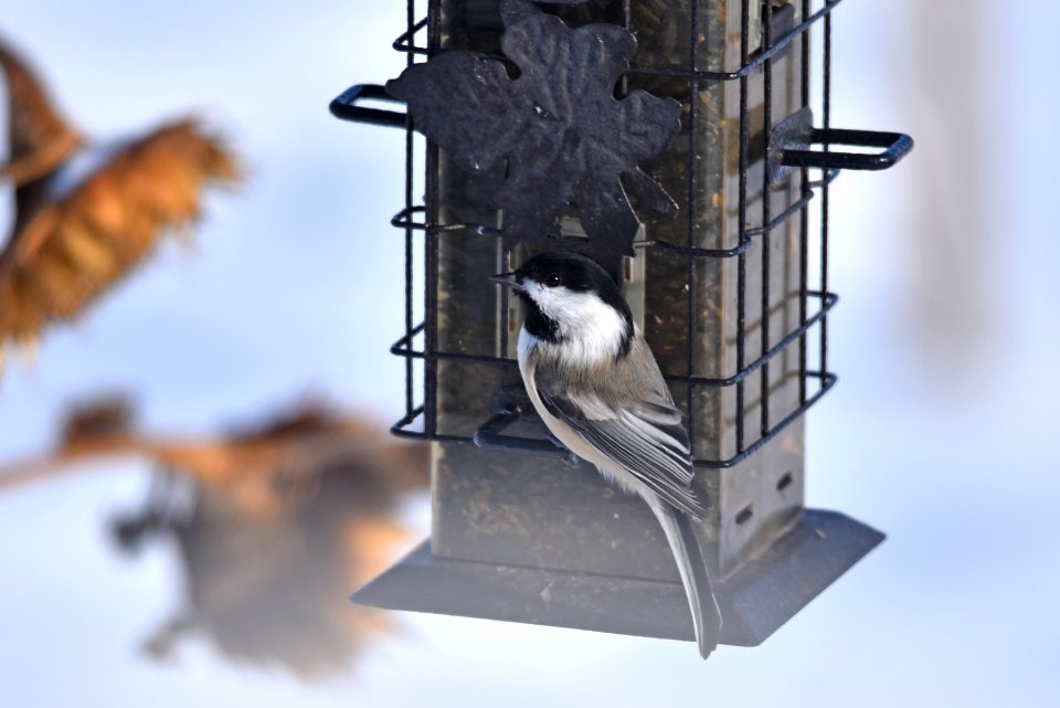 Black-capped chickadee