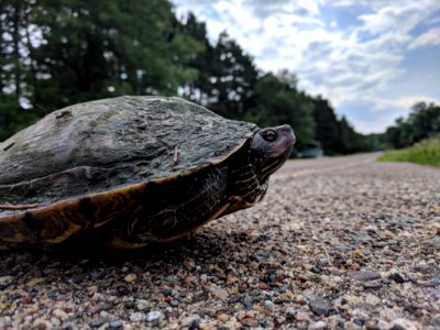 Northern Map Turtle photo