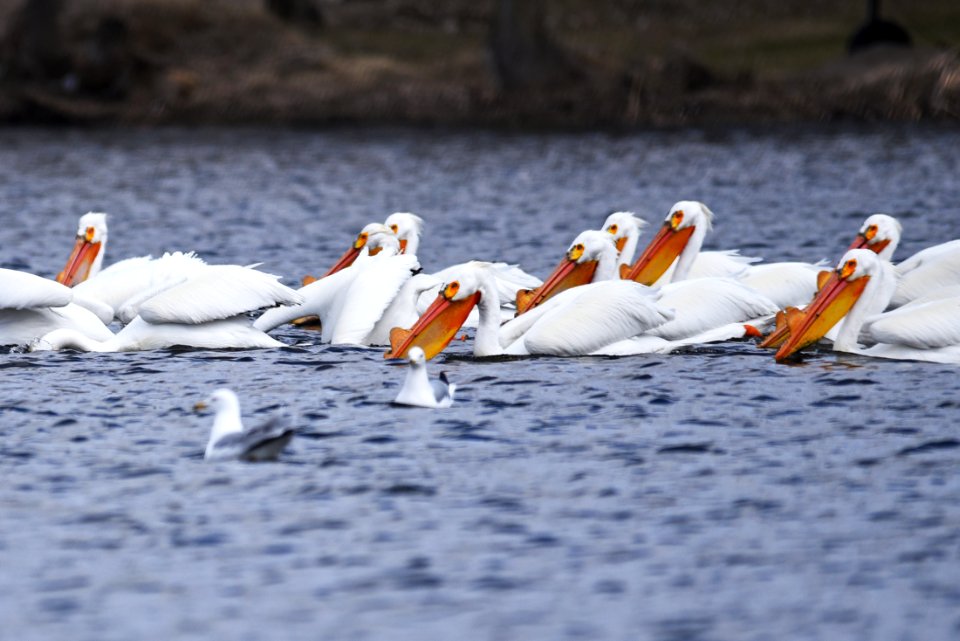 American white pelicans foraging