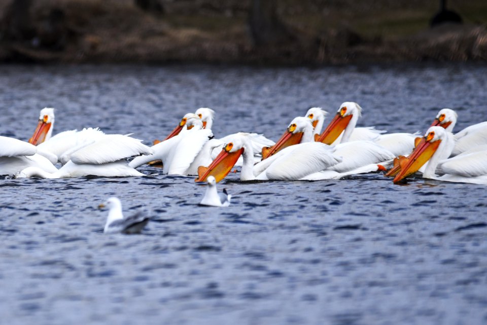 American white pelicans foraging photo