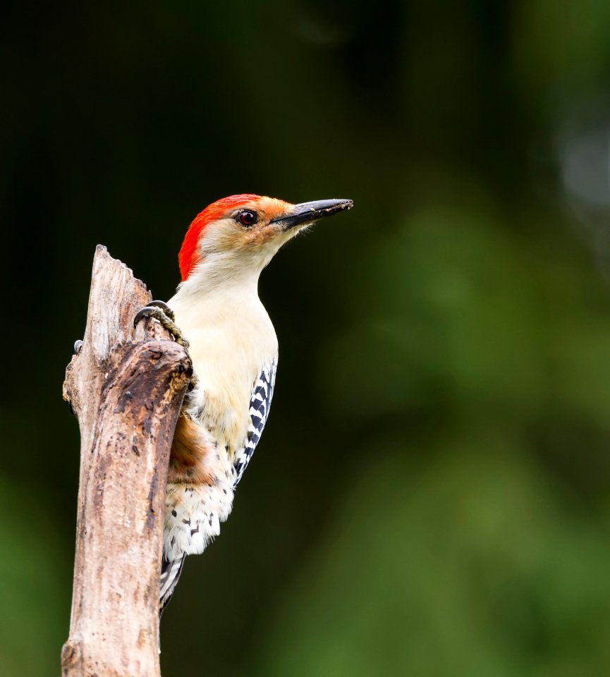 Red-belled Woodpecker (male) photo