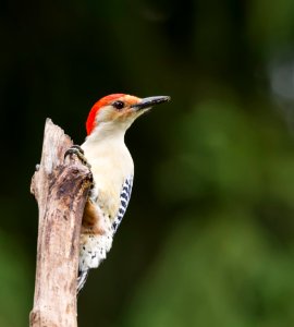Red-belled Woodpecker (male) photo