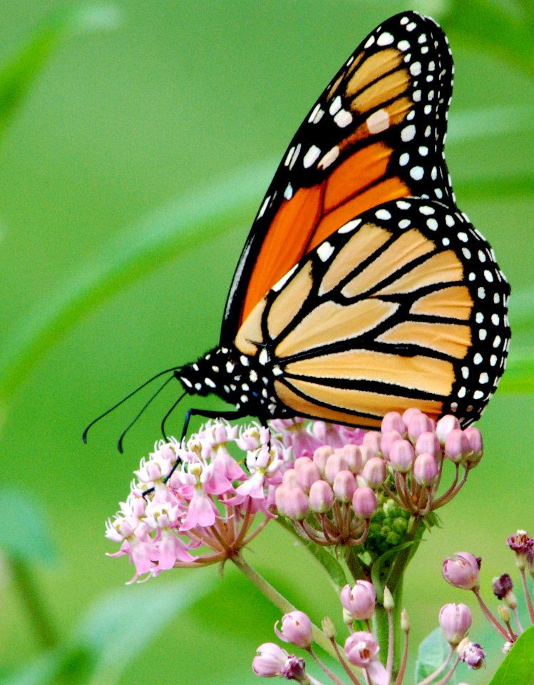 Monarch Butterfly on Swamp Milkweed