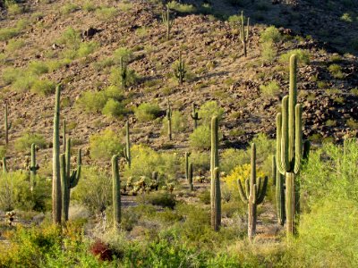 Sonoran Desert NM in AZ