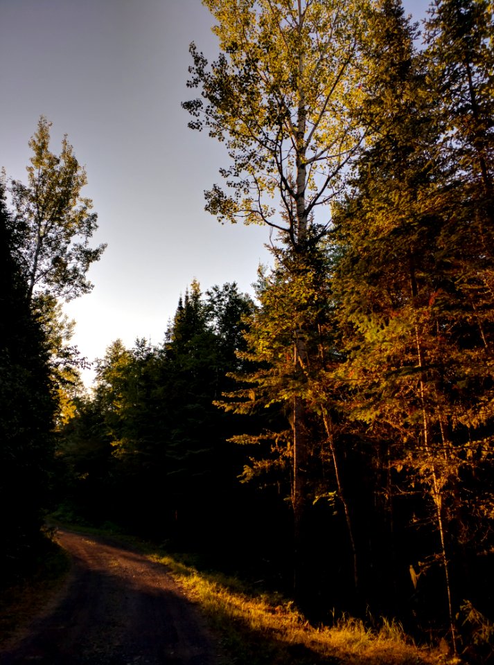 Morning Light