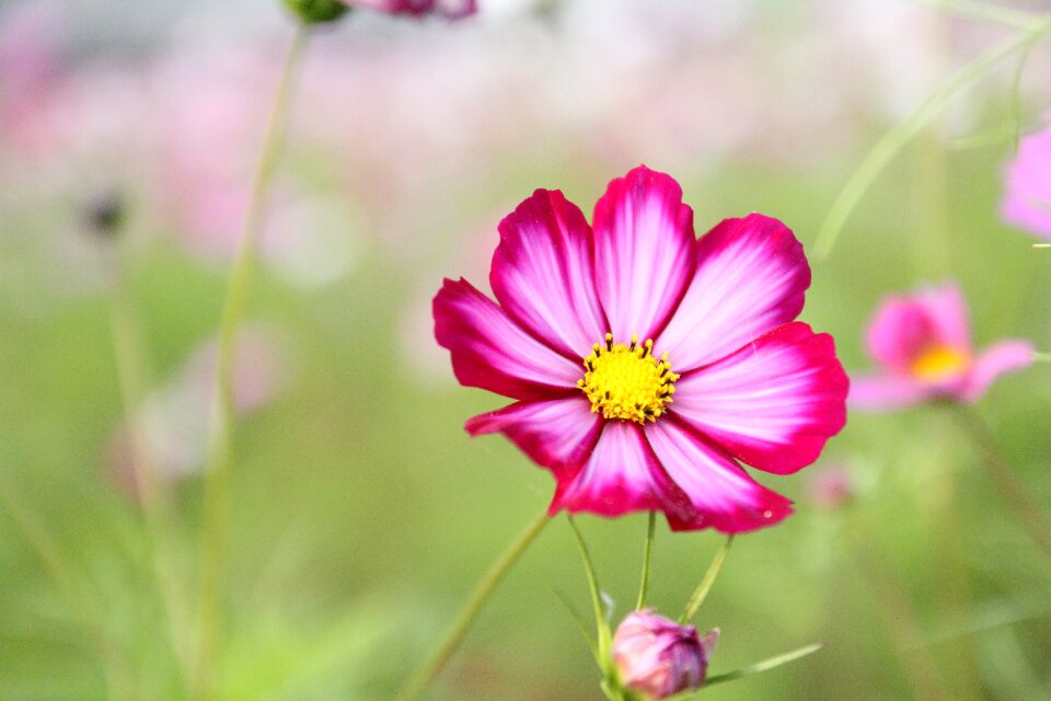 Plant nature garden