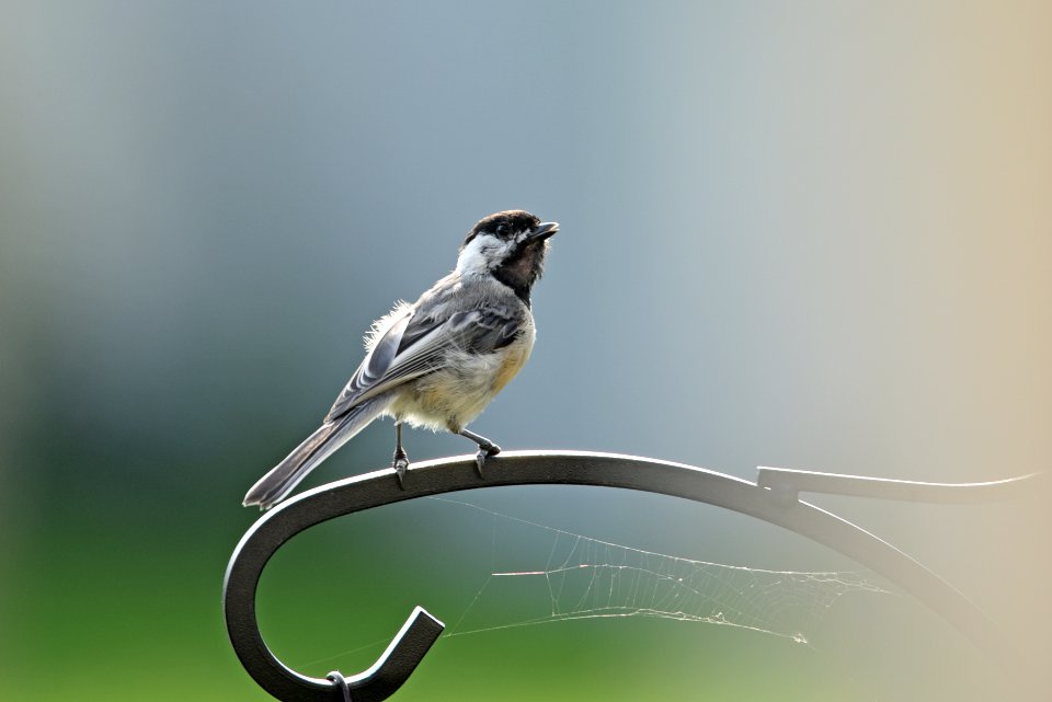 Black-capped chickadee