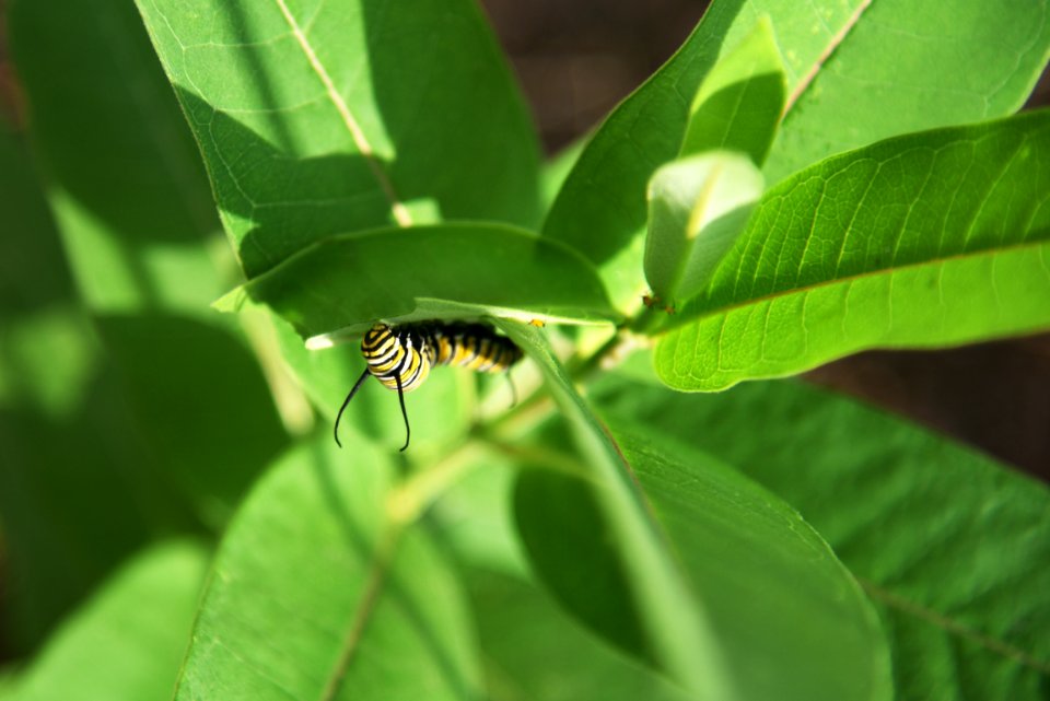 Monarch caterpillar on common milkweed