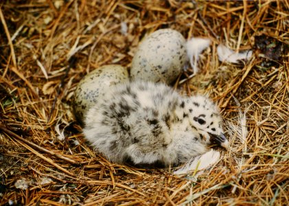 Herring gull chicks at Huron National Wildlife Refuge