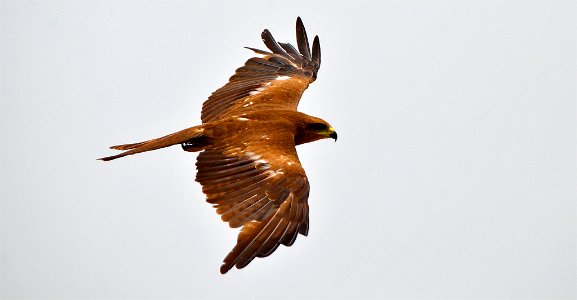High Flying - Indian Urban Eagle