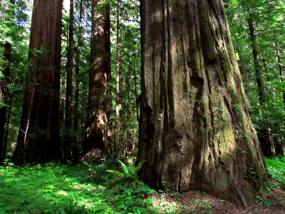 Avenue of the Giants at Redwoods in California
