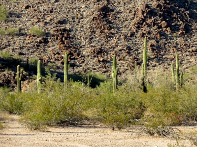 Sonoran Desert NM in AZ