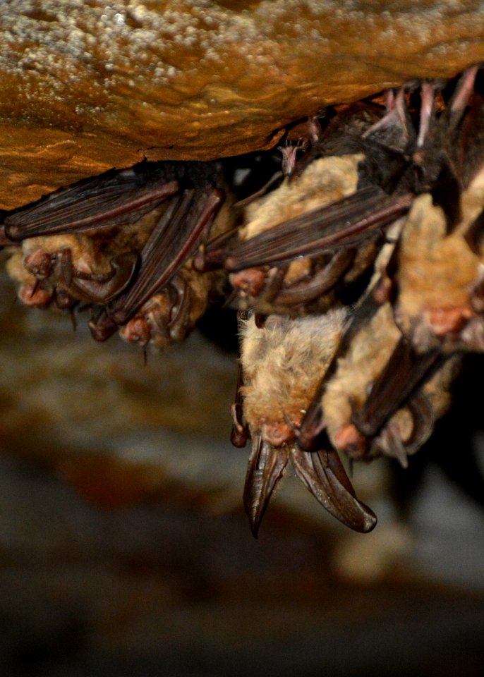 Ozark Big-eared Bat Cluster
