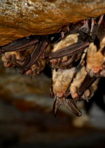 Ozark Big-eared Bat Cluster
