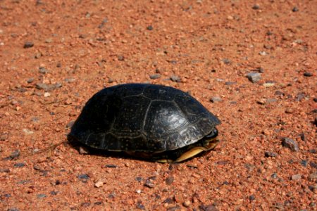 Blanding's Turtle photo