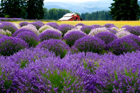 Lavender Valley, Hood River Valley, Oregon photo