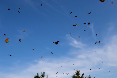 Swarm of monarchs photo