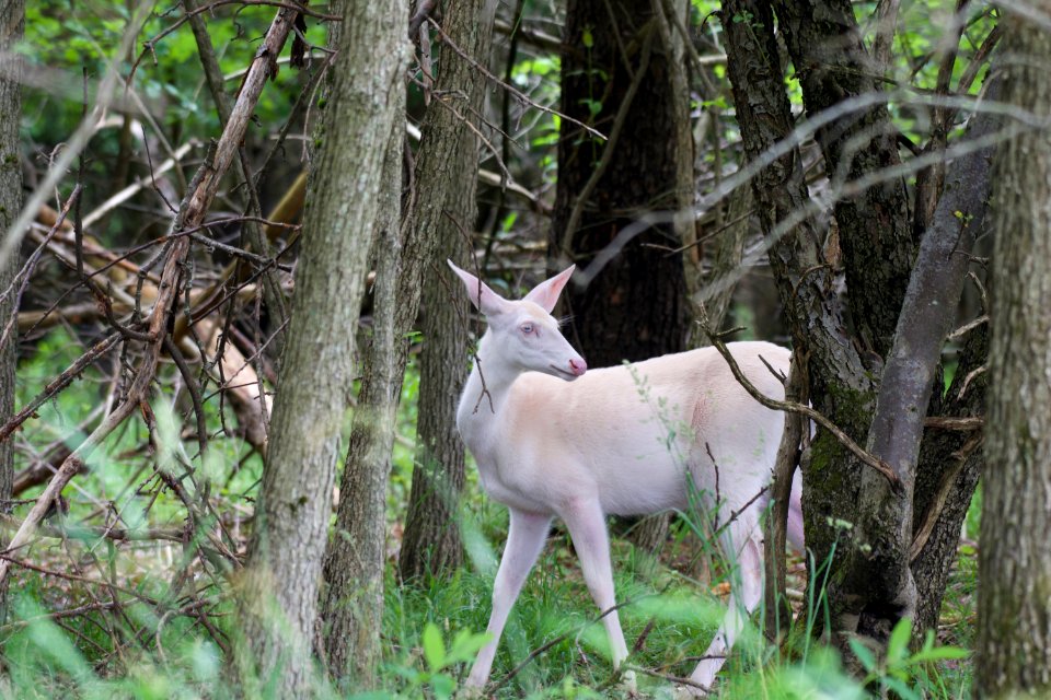 Albino White-tailed Deer