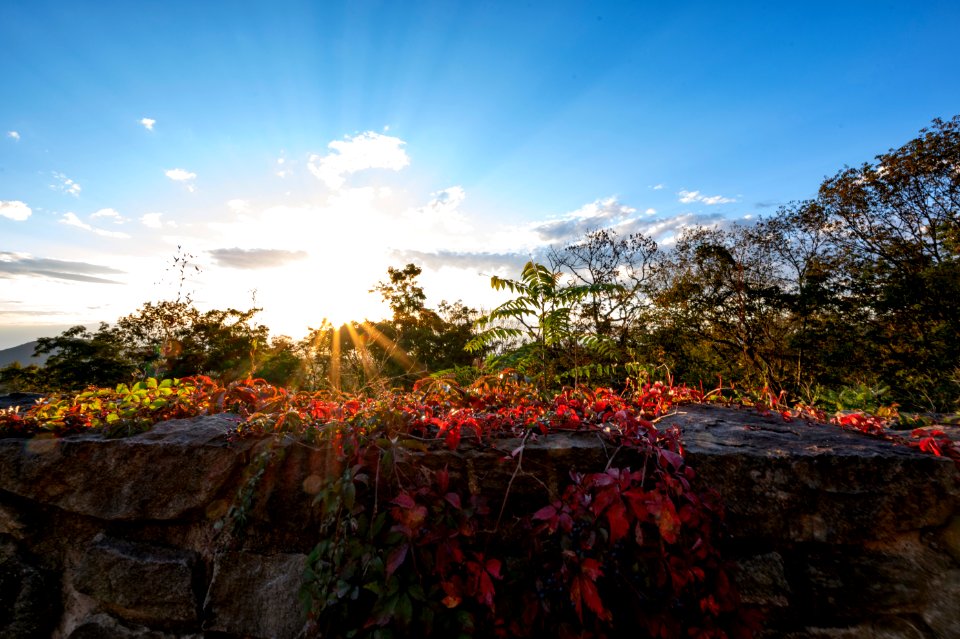 Sunshine Through Creeper