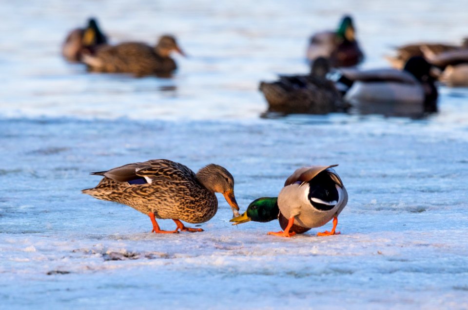 Mallard eating a fish