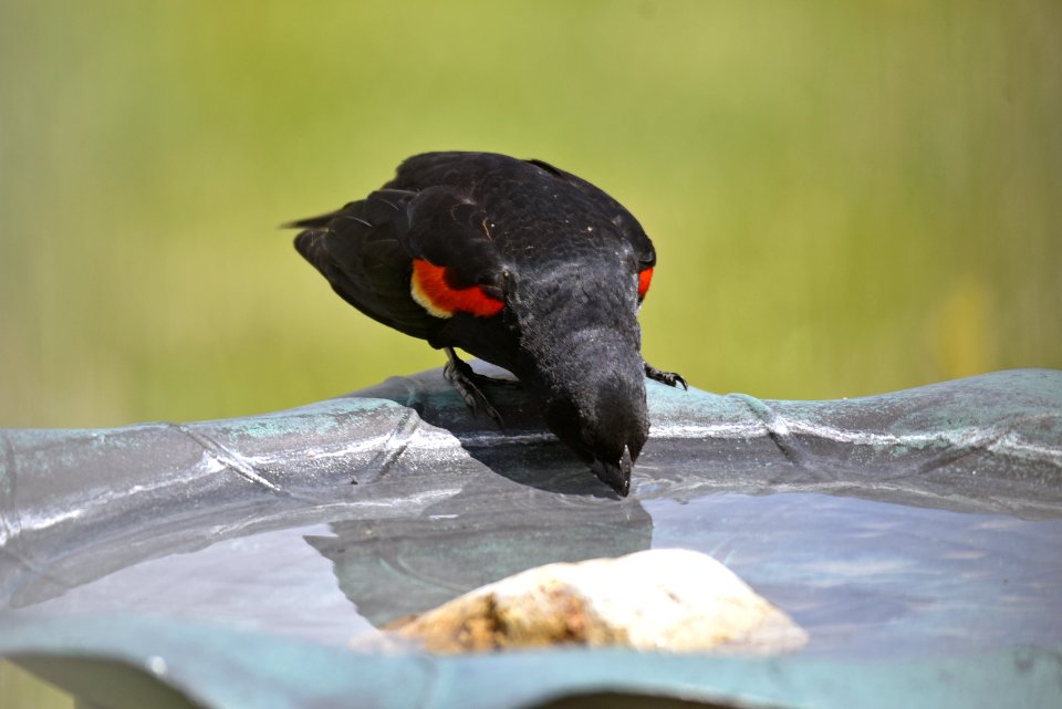 Red-winged blackbird