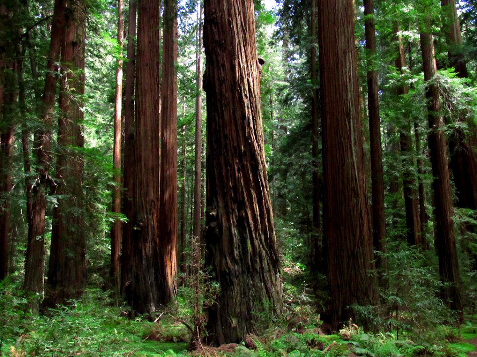 Avenue of the Giants at Redwoods in California