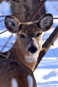 White-tailed deer doe photo