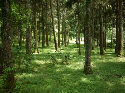 Botanical garden the scenery forest