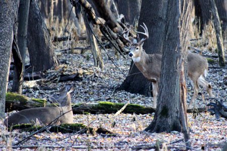 White-tailed deer photo