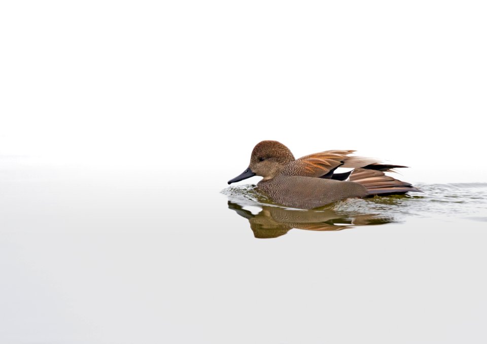Gadwall