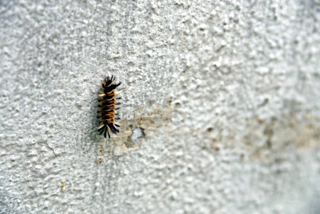 Milkweed Tussock Caterpillar photo