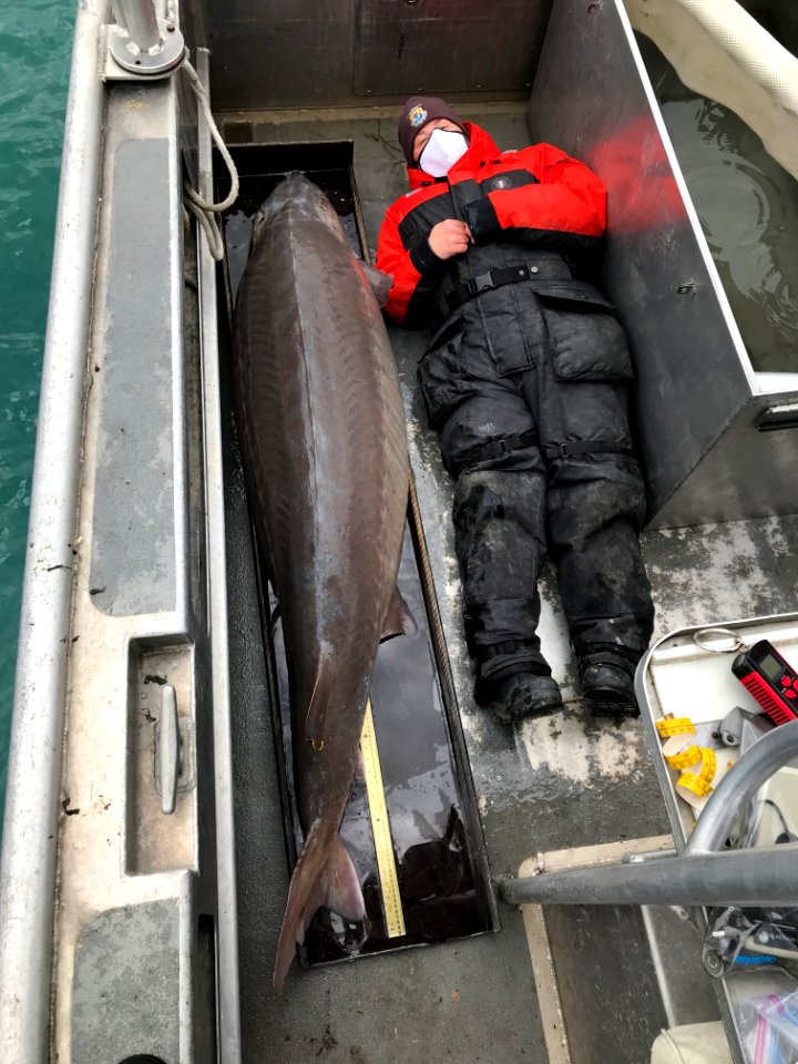 Massive lake sturgeon