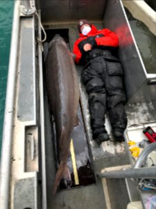 Massive lake sturgeon photo