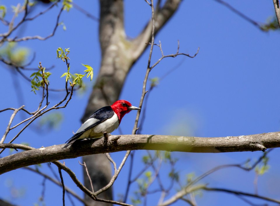 Red-headed woodpecker