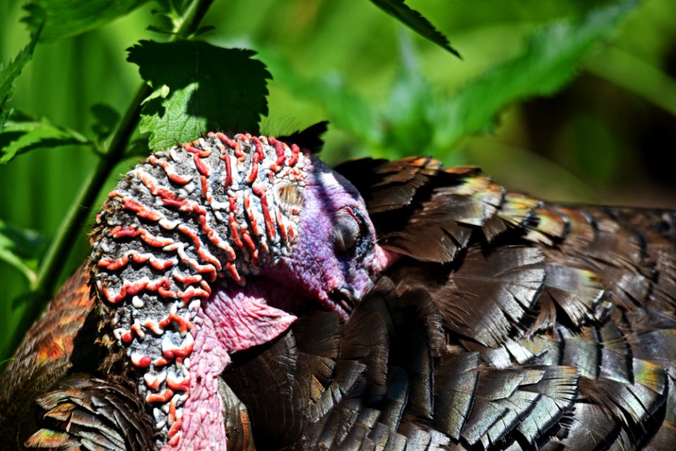 Wild Turkey Preening photo