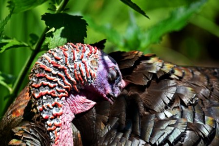 Wild Turkey Preening