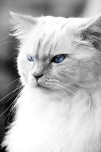 Pet domestic cat cat's eyes