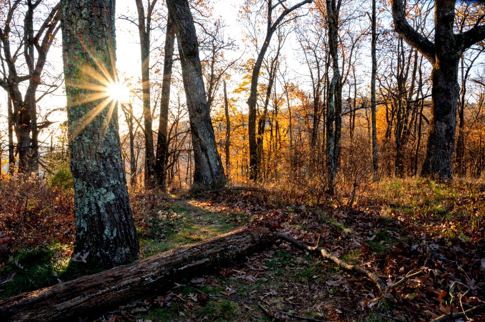 Sunlit Trail in Late Fall